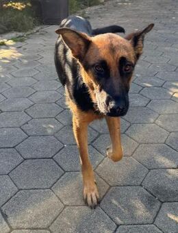 NAYRA - angepasstes ruhiges Leben führen - Overath