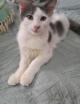 Huey 🐾 der 1. aus dem Trio - Kirchheim (München)