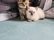 2 BKH Kitten - Backnang