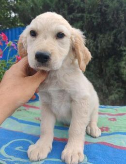 Frida, verkuschelte Welpendame, 3M 816 - Vaterstetten