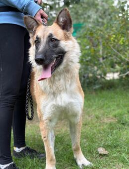 Bella - hübsche Hündin sucht Familie - Köln