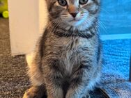 2 katzen - Berlin