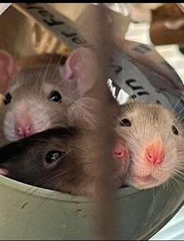 Süße wunderschöne Farbratten / Ratten aus privater Kleinzucht - Kaufbeuren