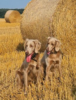 Langhaar-Weimaraner Wurfankündigung - Wachtberg