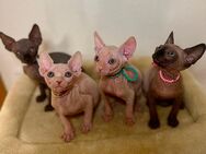 Sphynx-Kitten suchen ein liebevolles Zuhause - Dortmund