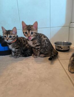 Bengal Kitten - Groß Lindow