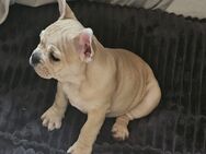 Französische bulldogge welpen weibchen - Ostrach