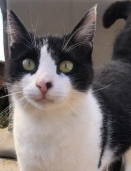 Tabby sucht eine liebevolle Familie - Bergkirchen