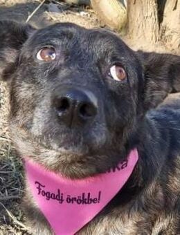 ZARA - sucht ihre eigene liebe Familie - Seggebruch