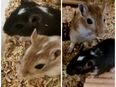 4 junge Rennmaus-Mädchen (8 Wochen) suchen ein liebevolles Zuhause in 69469
