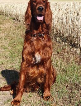 Irish Red Setter Deckrüde - Hamburg