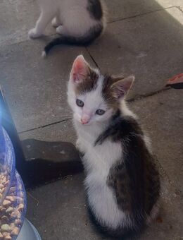 Kater kitten 12 Wochen Alt - Gumtow
