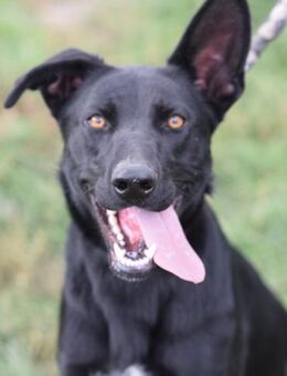 Heidi - gelehrig & freundlich - Lohmar