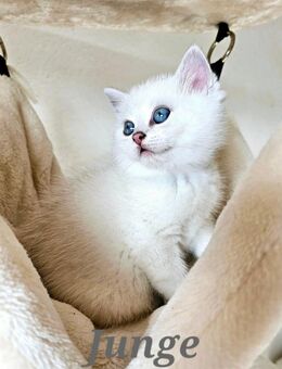 BKH kitten mit schönen blauen Augen( Abgabebereit) - Detmold