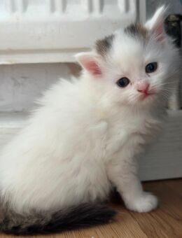 Katzen - Hanau (Brüder-Grimm-Stadt) Innenstadt