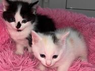 Kitten zu verkaufen - Barwedel
