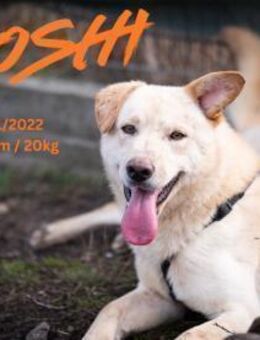 Hoshi - unser Ohren Model - Rinteln