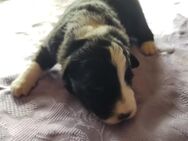 Border Collie Welpen reinrassig - Erxleben