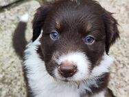 2 Australian Shepherd Welpen Dark Red White Copper reinrassig mit Papieren m/w - Wechingen