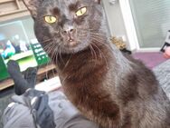 Kater abzugeben - Meinersen