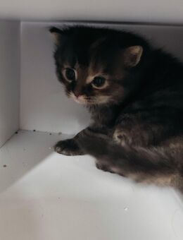 Katzenbabys zu verkaufen, Kitten, Main Coon Mix - Ihlow (Niedersachsen)