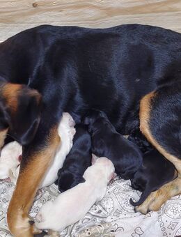 Entlebucher sennenhund mix - Maxsain