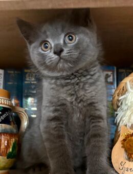 Bezauberndes BKH Kater - Sankt Augustin