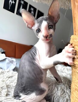 Cornish Rex Kitten Verfügbar - Chemnitz