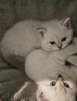 Wunderschöne Babykatze BKH - Aachen