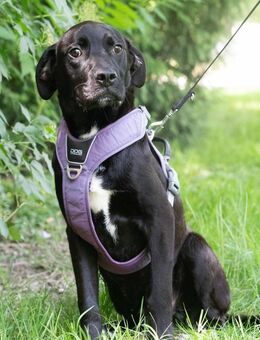 Zen in der Ruhe liegt die Kraft - Obertshausen