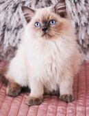 Ragdoll Kitten mit Kuschelfaktor in 22089