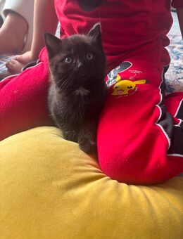 Babykatzen, Katze - Preußisch Oldendorf