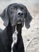 Harley, scheu, mag aber Menschen in 86498