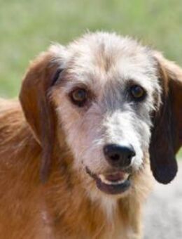 Bubu möchte zu Ihrer Familie gehören - Neuss