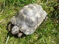 Breitrand-Schildkröten - adulte Männchen von 2001 in 94121