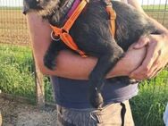 Luna/ Dorothie VA Zarte junge Hündin - Neustadt (Rübenberge)