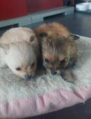 Zwei weibliche Welpen Pomchi zu verkaufen in 52249