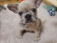 Französische Bulldoggen Welpen zu verkaufen – Bald abgabebereit! Standort: Nürnberg | Ab 2000 € - Nürnberg