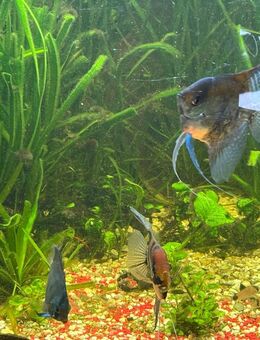 350 ltr Juwel Aquarium cpl. mit Fischen und Zubehör abzugeben - Zernien