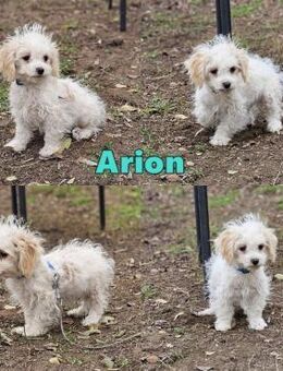 Arion möchte noch viel lernen - Schafflund