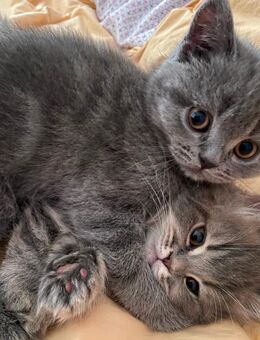 Süße Kitten abzugeben - Berlin Neukölln