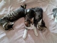 Katzenbabys - Weiherhammer
