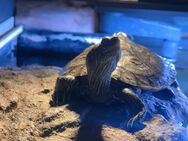 Mississippi Höckerschildkröte - Münster