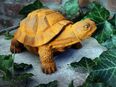 Gartenfigur Schildkröte Edelrost in 41844