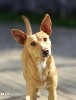 APOLLO 💙 sucht ein liebevolles Zuhause - Fahrenzhausen