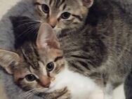 Hauskatzen kitten - Windeck
