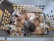 BKH Kitten, Britisch Kurzhaar Kitten - Stolpen