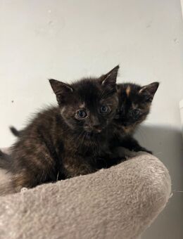 Babykatzen - Cloppenburg