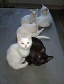 MainCoon / BKH in 25746