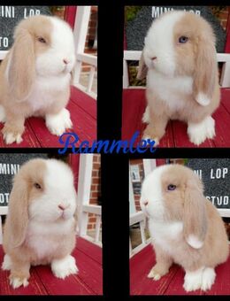 Verkaufe 2 Minilop /Zwergwidder Rammler 10 Wochen - Hillerse